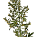 Artemisia absinthium