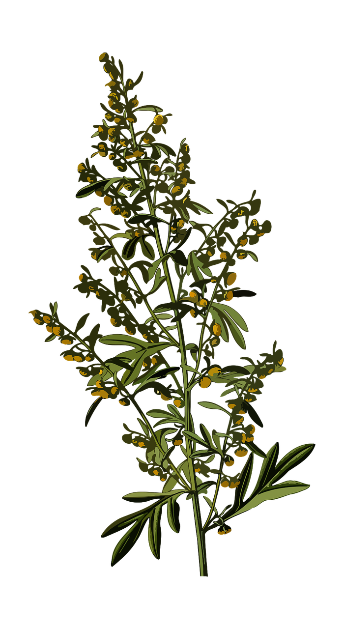 Artemisia absinthium